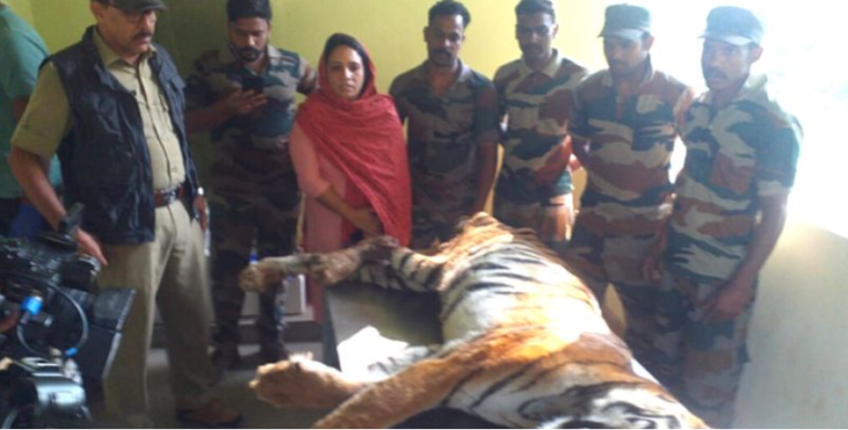 വയനാട്ടില്‍ ഭീതി പരത്തിയ കടുവ ചത്ത നിലയില്‍