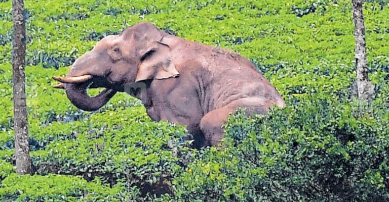 അരിക്കൊമ്പനെ മയക്കുവെടിവയ്ക്കാൻ  ഉത്തരവിറക്കി തമിഴ്നാട് വനംവകുപ്പ്