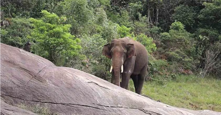 അരിക്കൊമ്പൻ ശാന്തനാണ്, പുല്ല് കഴുകി തിന്നുന്ന ആനയുടെ ദൃശ്യങ്ങൾ പങ്കുവെച്ച് തമിഴ്‌നാട് വനംവകുപ്പ്