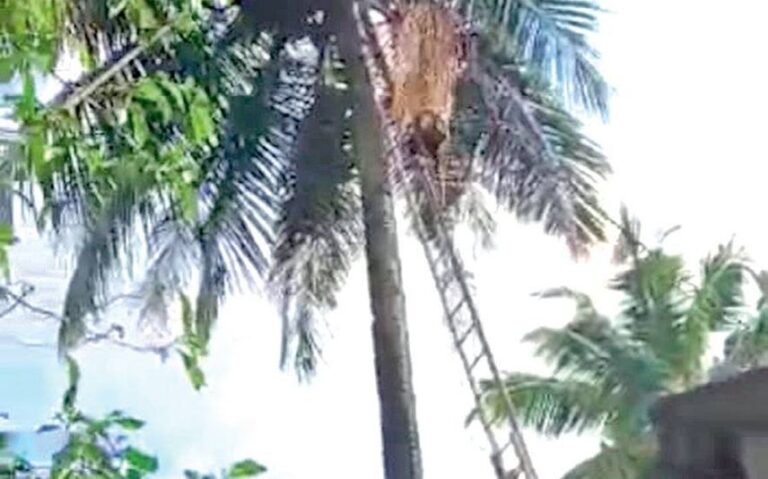 തെങ്ങിൽ കുടുങ്ങിയ തെങ്ങുകയറ്റ തൊഴിലാളിയെ അഗ്നിശമനസേന രക്ഷപ്പെടുത്തി