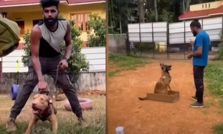 നായ്ക്കളുടെ കാവലിൽ കഞ്ചാവ് വിൽപ്പന: പ്രതി റോബിൻ തമിഴ്‌നാട്ടിൽ നിന്നും പിടിയിൽ
