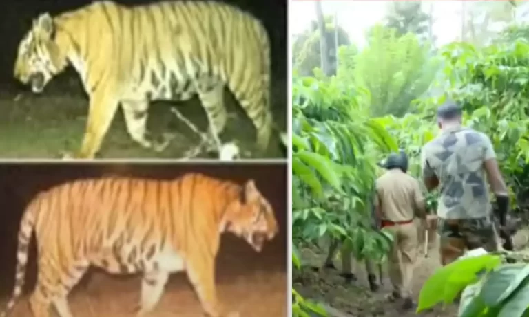 വ­​യ­​നാ­​ട് ചൂ­​രി­​മ­​ല­​യി​ല്‍ ഇ­​റ​ങ്ങി​യ ക​ടു­​വ കൂ­​ട്ടി­​ല്‍