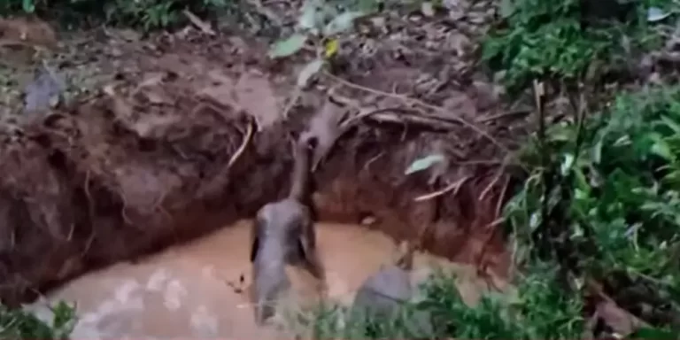 മാമലക്കണ്ടത്ത് കിണറ്റിൽ വീണ കാട്ടാനയെയും കുഞ്ഞിനെയും രക്ഷപെടുത്തി
