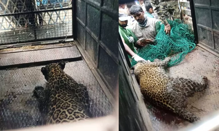 പന്തല്ലൂരിൽ മൂന്നു വയസ്സുകാരിയെ കടിച്ചുകൊന്ന പുലിയെ കൂട്ടിലാക്കി; മുതുമലയിലെ ഉൾക്കാട്ടിൽ തുറന്നുവിടും