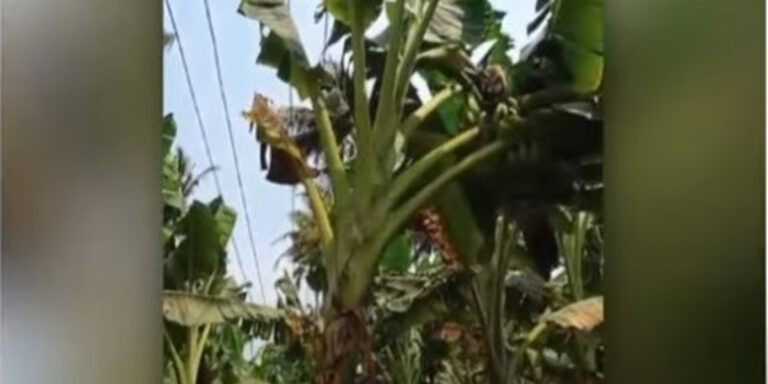 വീണ്ടും കെഎസ്ഇബിയുടെ വാഴവെട്ട്‌ , കുലച്ച വാഴകളടക്കം പോയത് തൃശൂർ പുതുക്കാടുള്ള കർഷകന്