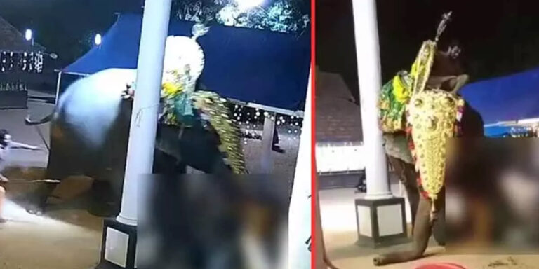 ക്ഷേത്ര എഴുന്നള്ളിപ്പിനിടെ പാപ്പാനെ ആന ചവിട്ടിക്കൊന്നു