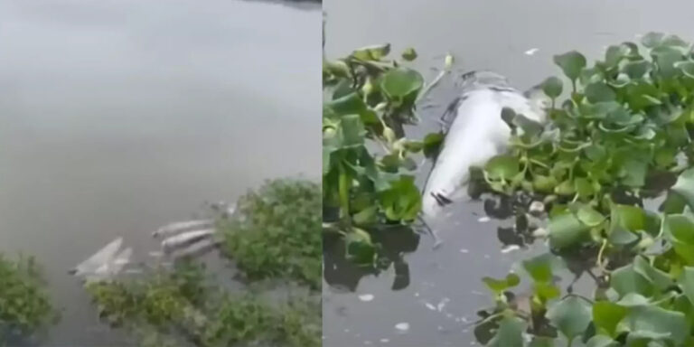 പെരിയാറിലെ മത്സ്യക്കുരുതിക്ക് കാരണം രാസമാലിന്യമെന്ന് ജലസേചന വിഭാഗം, എറണാകുളം ചിത്രപ്പുഴയിലും മീനുകൾ ചത്തുപൊങ്ങി