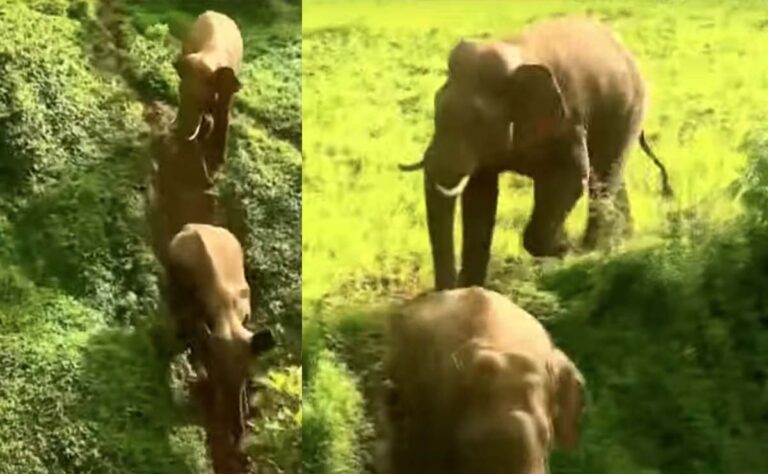 വയനാട് പനമരത്ത് ജനവാസ മേഖലയെ ആശങ്കയിലാക്കി വീണ്ടും കാട്ടാനക്കൂട്ടം