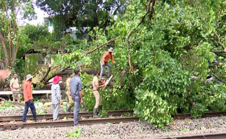 കൊ​ച്ചി​യി​ല്‍ റെ​യി​ല്‍ പാ​ള​ത്തി​ല്‍ മ​രം വീ​ണു ; ട്രെ​യി​നു​ക​ള്‍ വൈ​കു​ന്നു