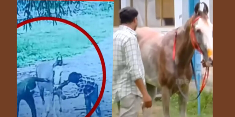 കൊല്ലത്ത് ഗര്‍ഭിണിയായ കുതിരയെ കെട്ടിയിട്ട് മര്‍ദിച്ചു, മൂന്ന് പേര്‍ക്കെതിരെ കേസ്