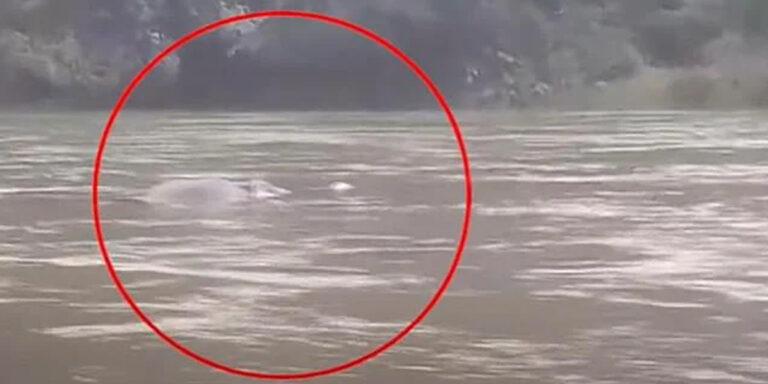 കു​ട്ട​മ്പു​ഴ​യാ​റ്റി​ല്‍ ഒ​ഴു​കി​പ്പോ​യ കാ​ട്ടാ​ന ചെ​രി​ഞ്ഞു