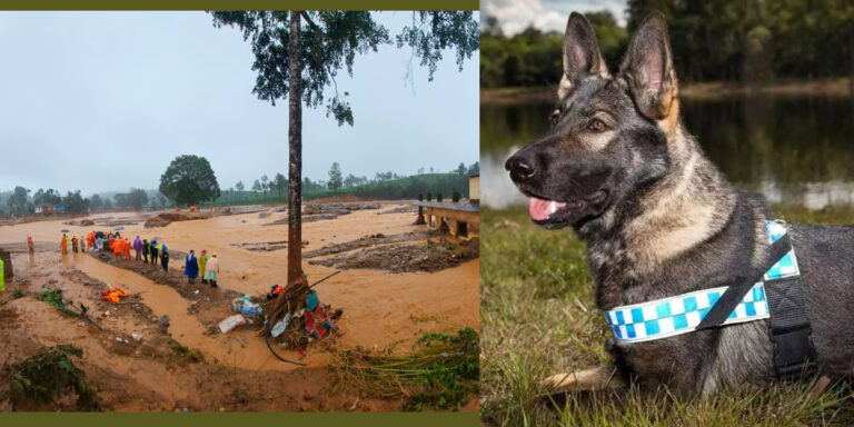 സൺറൈസ് വാലിയിൽ ഇന്നും തിരച്ചിൽ; 6 സോണുകളായി തിരിഞ്ഞ് പരിശോധന