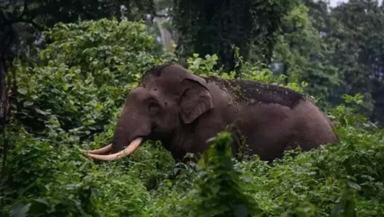 അതിരപ്പിള്ളി ജനവാസമേഖലയിൽ വീണ്ടും കാട്ടാന ആക്രമണം