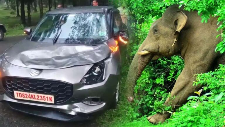അതിരപ്പിള്ളി വെറ്റിലപ്പാറയിൽ വിനോദ സഞ്ചാരികൾക്ക് നേരെ കാട്ടാന ആക്രമണം