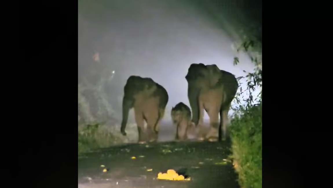 നടുറോഡില്‍ നിലയുറപ്പിച്ച് കാട്ടാനക്കൂട്ടം; വാഴച്ചാലില്‍ എംഎല്‍എ കുടുങ്ങിയത് ഒരു മണിക്കൂര്‍