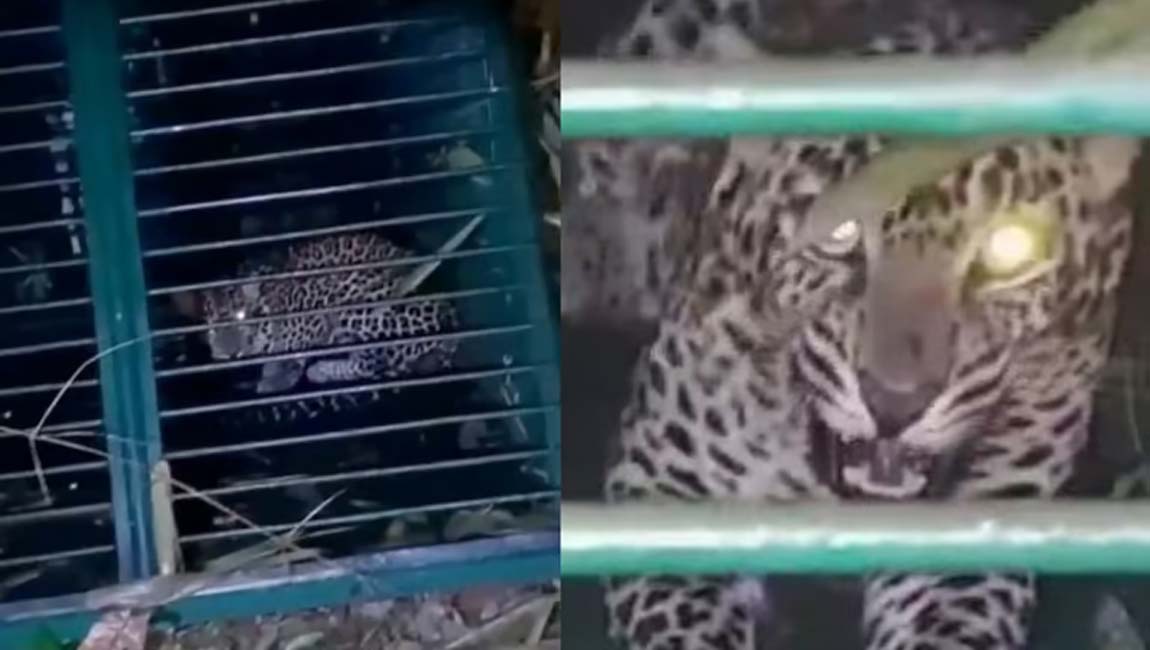 ചിതല്‍വെട്ടിയെ ഭീതിയിലാക്കിയ പുലി കൂട്ടിലായി