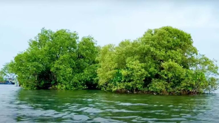 കായല്‍ നടുവില്‍ ടൂറിസം കേന്ദ്രം സാമ്പ്രാണിക്കോടി ഇന്ന് വീണ്ടും തുറക്കും