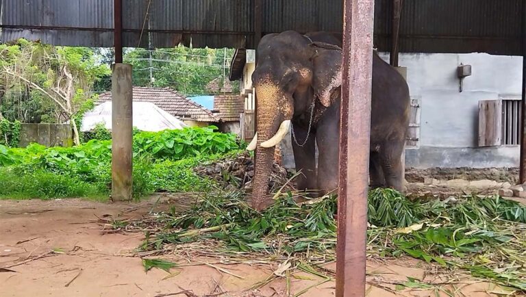 വടക്കുംനാഥന്‍ ചന്ദ്രശേഖരന്‍ ചരിഞ്ഞു