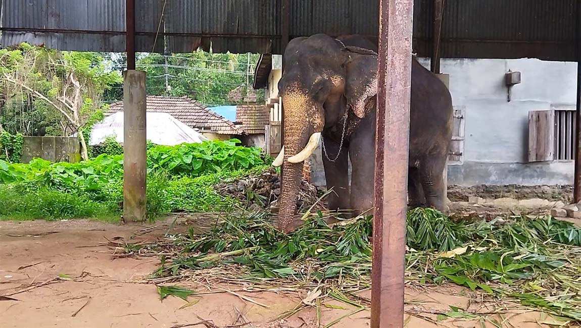 വടക്കുംനാഥന്‍ ചന്ദ്രശേഖരന്‍ ചരിഞ്ഞു