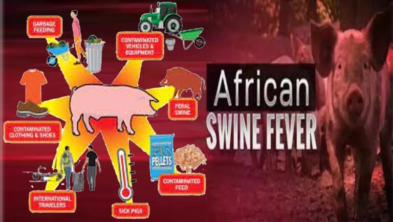 കോഴിക്കോട് ആഫ്രിക്കന്‍ പന്നിപ്പനി; കോടഞ്ചേരിയില്‍ മാംസ വില്‍പന സ്ഥാപനങ്ങള്‍ അടച്ചിടും