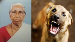 ആലപ്പുഴയില്‍ വയോധികയെ തെരുവുനായ കടിച്ചു കൊന്നു