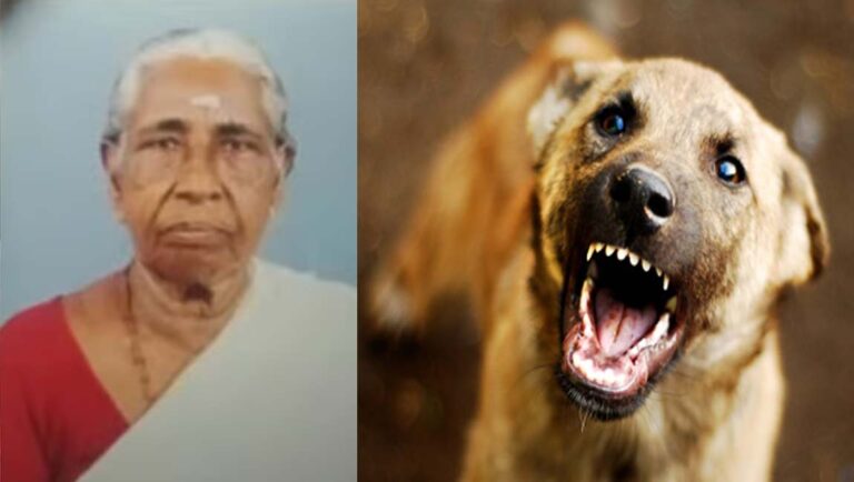 ആലപ്പുഴയില്‍ വയോധികയെ തെരുവുനായ കടിച്ചു കൊന്നു