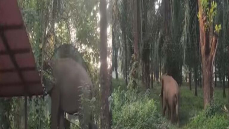 അതിരപ്പിള്ളി പൊലീസ് സ്റ്റേഷനിൽ ഒറ്റയാന്‍