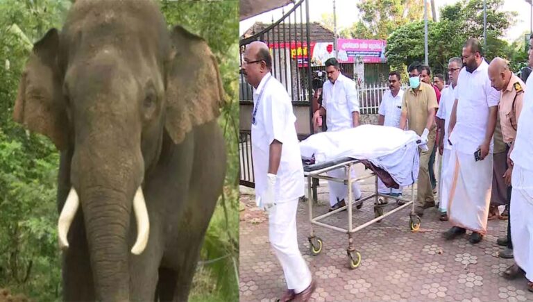 ഇടുക്കിയിൽ വീണ്ടും കാട്ടാന ആക്രമണം; ഒരാൾ മരിച്ചു