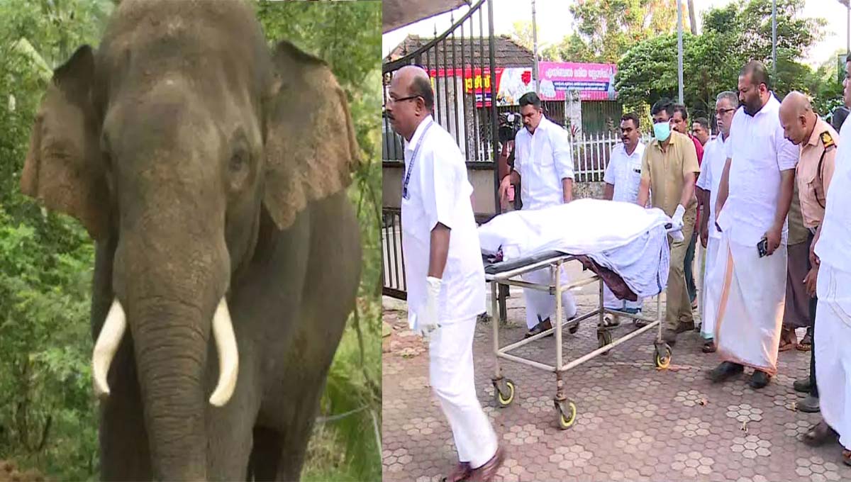 ഇടുക്കിയിൽ വീണ്ടും കാട്ടാന ആക്രമണം; ഒരാൾ മരിച്ചു