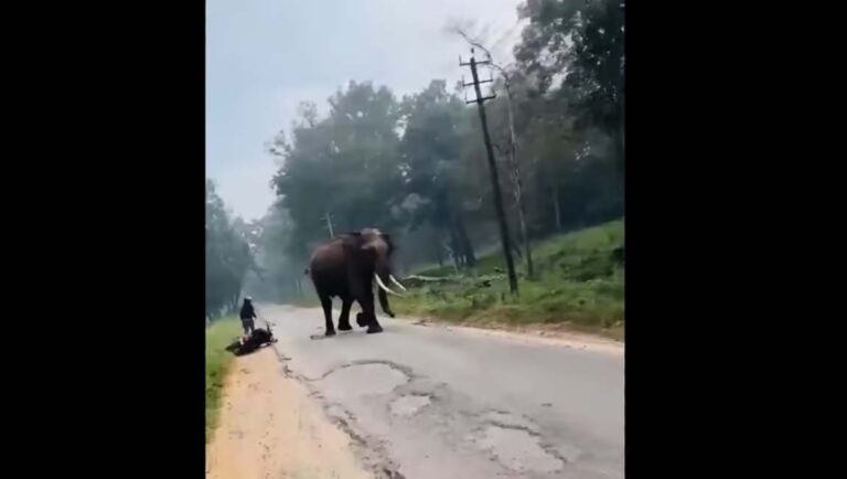 ബൈക്ക് മറിഞ്ഞ് കൊമ്പന്റെ മുന്നില്‍ വീണ് വിദ്യാര്‍ഥി; രക്ഷകനായി ലോറി ഡ്രൈവര്‍