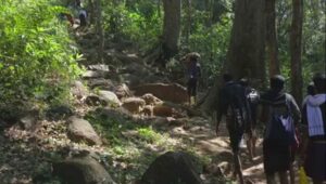 കരിമല കാനനപാതയില്‍ നാളെ മുതല്‍ 14 വരെ പ്രവേശനമില്ല; മകരവിളക്ക് ദിവസം സ്‌പോട് ബുക്കിങ് ആയിരം പേര്‍ക്ക് മാത്രം