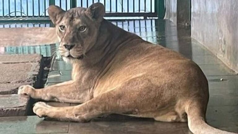 തിരുവനന്തപുരം മൃഗശാലയിലെ പെണ്‍സിംഹത്തിന്റെ ചികിത്സയ്ക്കായി മരുന്ന് അമേരിക്കയില്‍ നിന്ന്