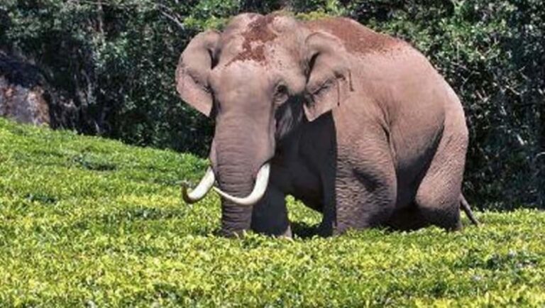 തിരുനെല്ലിയില്‍ കാട്ടാന ആക്രമണം; ആദിവാസി മധ്യവയസ്‌ക കൊല്ലപ്പെട്ടു