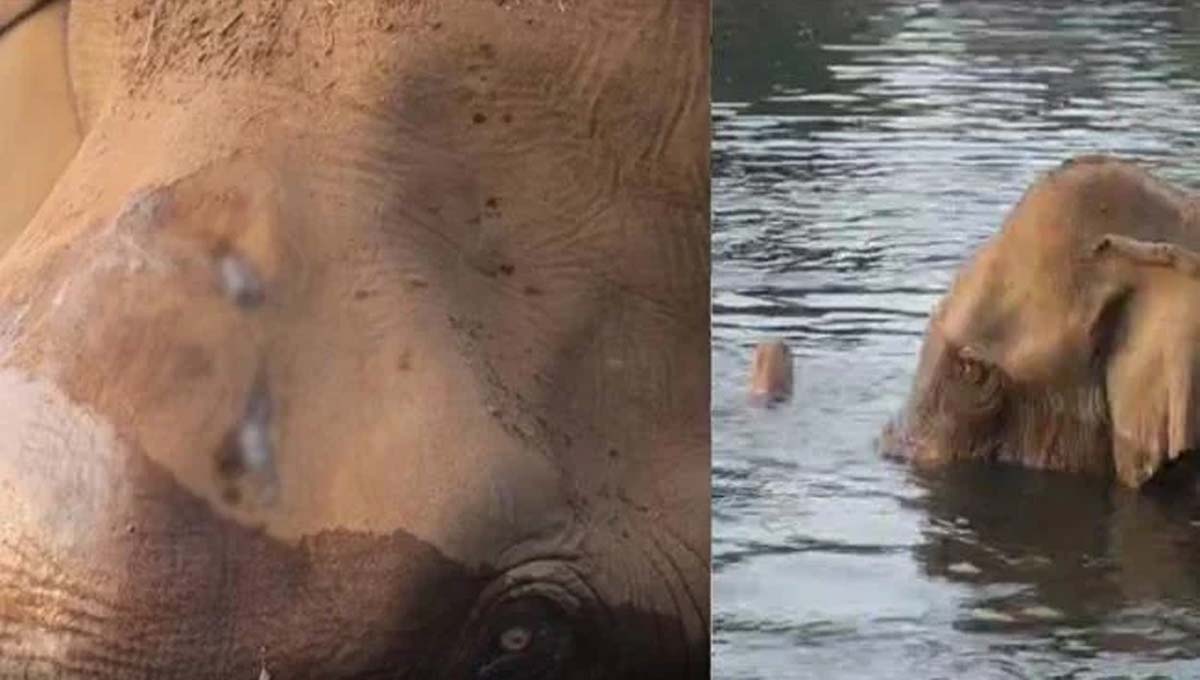 അ​തി​ര​പ്പി​ള്ളി​യി​ല്‍ മ​സ്ത​ക​ത്തി​ന് പ​രി​ക്കേ​റ്റ ആ​ന​യെ മ​യ​ക്കു​വെ​ടി വ​യ്ക്കും