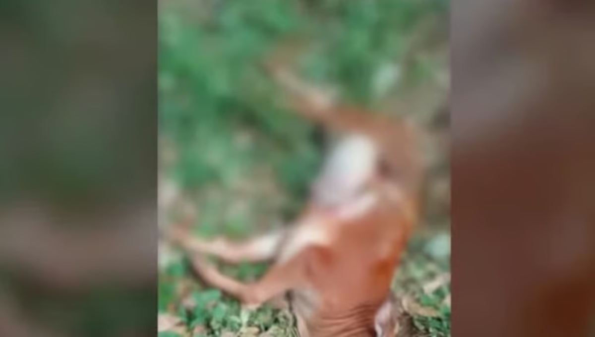 തൃശൂര്‍ പാലപ്പിള്ളിയില്‍ വീണ്ടും പുലിയിറങ്ങി?; പശുക്കുട്ടിയെ കൊന്ന നിലയില്‍