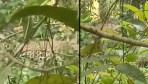 കണ്ണൂർ കാക്കയങ്ങാട് കെണിയിൽ കുടുങ്ങിയ പുലിയെ മയക്കുവെടി വെച്ചു