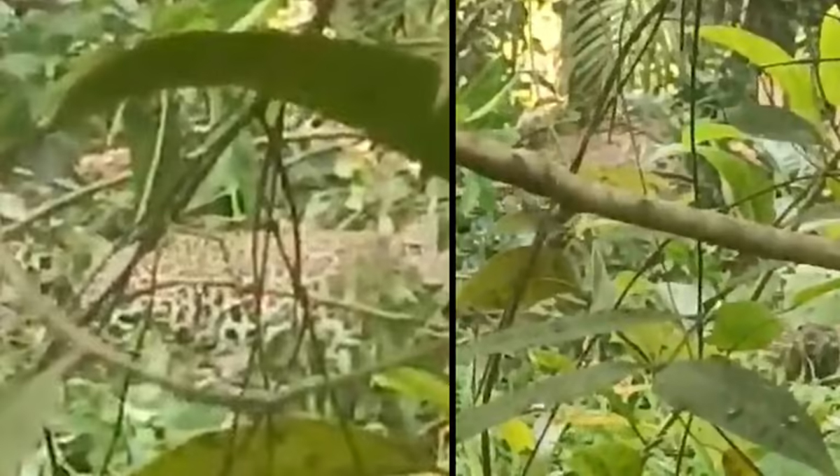 കണ്ണൂർ കാക്കയങ്ങാട് കെണിയിൽ കുടുങ്ങിയ പുലിയെ മയക്കുവെടി വെച്ചു