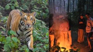 കടുവാ ഭീതിയില്‍ പുല്‍പ്പള്ളി, ഒരാടിനെ കൂടി കൊന്നു; മയക്കുവെടി വെക്കാന്‍ വനംവകുപ്പ്