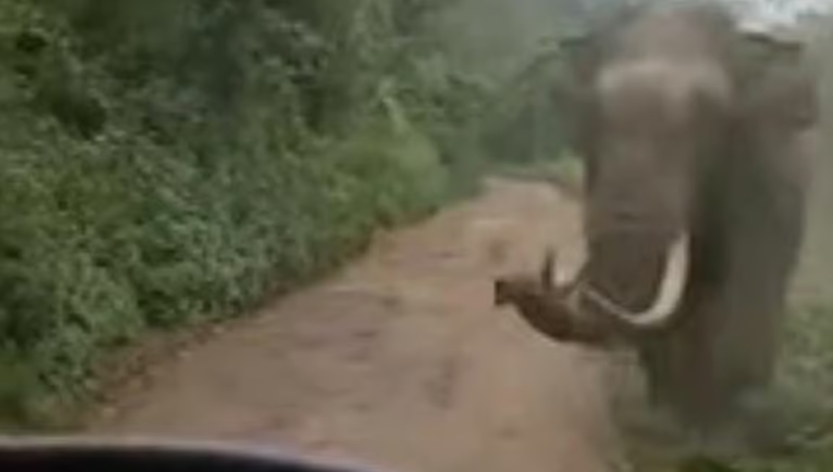 ആതിരപ്പിള്ളിയിൽ ജീപ്പിനു നേരെ കാട്ടാന പാഞ്ഞടുത്തു; വാഹനം പത്തടി താഴ്ചയിലേക്ക് മറിഞ്ഞു