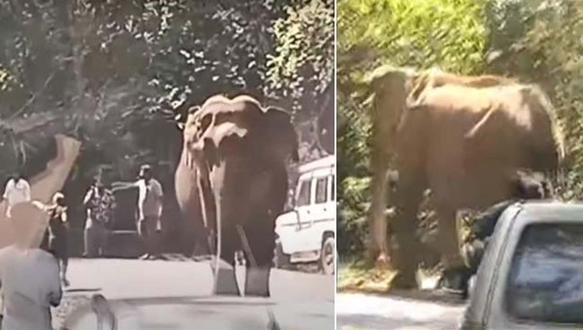 ചാ​ല​ക്കു​ടി മ​ല​ക്ക​പ്പാ​റ റൂ​ട്ടി​ൽ ന​ടു​റോ​ഡി​ൽ നി​ല​യു​റ​പ്പി​ച്ച് മു​റി​വാ​ല​ൻ