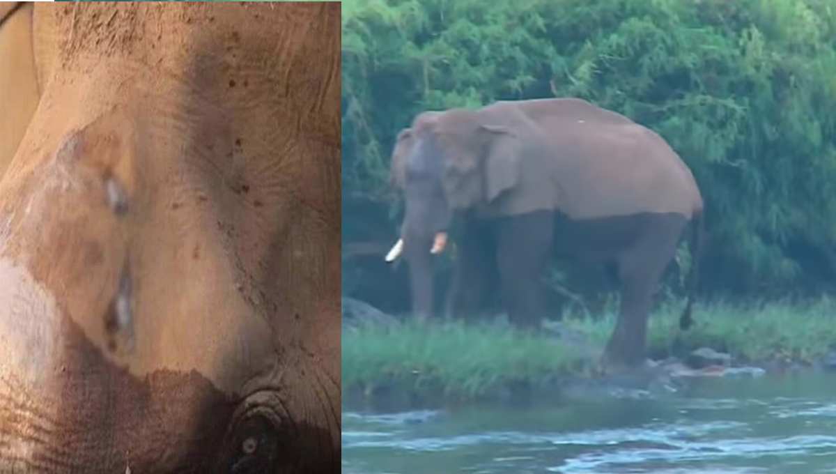 അതിരപ്പിള്ളിയില്‍ പരിക്കേറ്റ കാട്ടാനയെ മയക്കുവെടിവെച്ചു നിയന്ത്രണത്തിലാക്കി; ചികിത്സ തുടങ്ങി