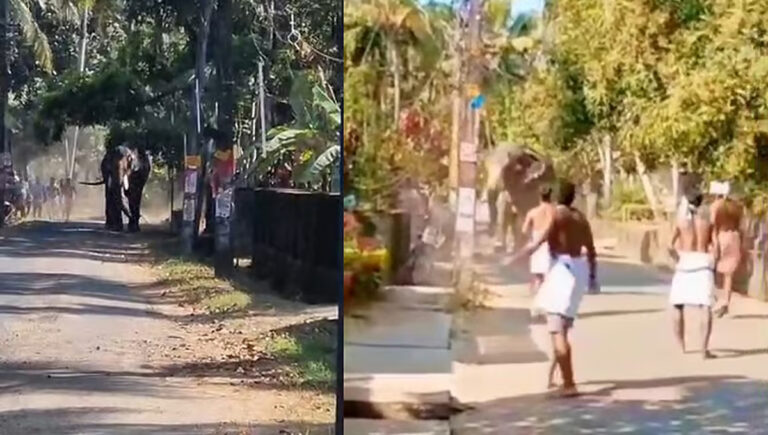 തൃശൂരില്‍ ഉത്സവത്തിനെത്തിച്ച ആന രണ്ടുപേരെ കുത്തിവീഴ്ത്തി; ഒരാള്‍ മരിച്ചു