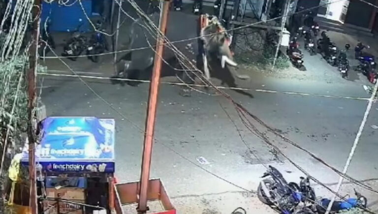 കൂറ്റനാട് നേര്‍ച്ചക്കിടെ ആന ഇടഞ്ഞു; പാപ്പാനെ കുത്തിക്കൊന്നു