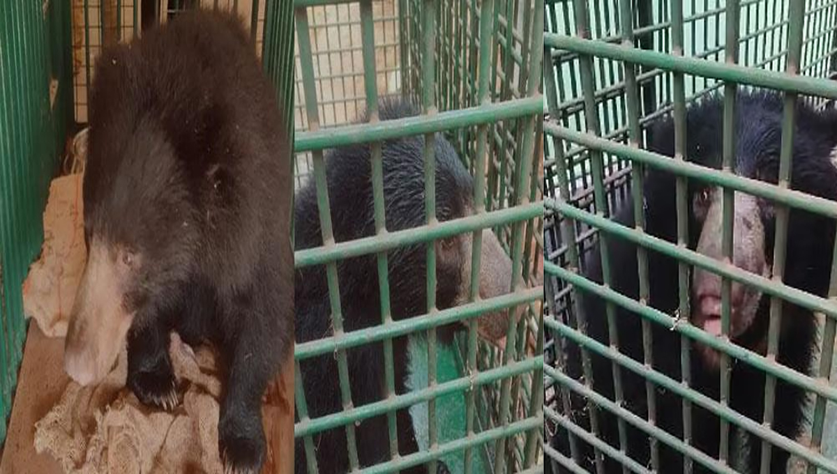കരടിയുടെ കാലില്‍ ആന ചവിട്ടി; പുത്തൂരില്‍ എത്തിച്ച് ചികിത്സ