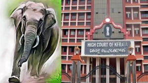 കാട്ടാന ആക്രമണം : സര്‍ക്കാരിന് ഹൈക്കോടതിയുടെ വിമര്‍ശനം