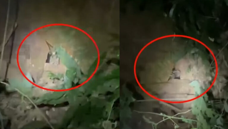 പന്നിക്കെണിയില്‍ കുടുങ്ങിയ പുലിയെ പിടികൂടാനായില്ല; മയക്കുവെടി വയ്ക്കുന്നതിനിടെ ചാടിപ്പോയി