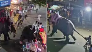 പട്ടാമ്പി നേര്‍ച്ചക്കിടെ ആന വിരണ്ടോടി നിരവധി പേര്‍ക്ക് പരിക്ക്
