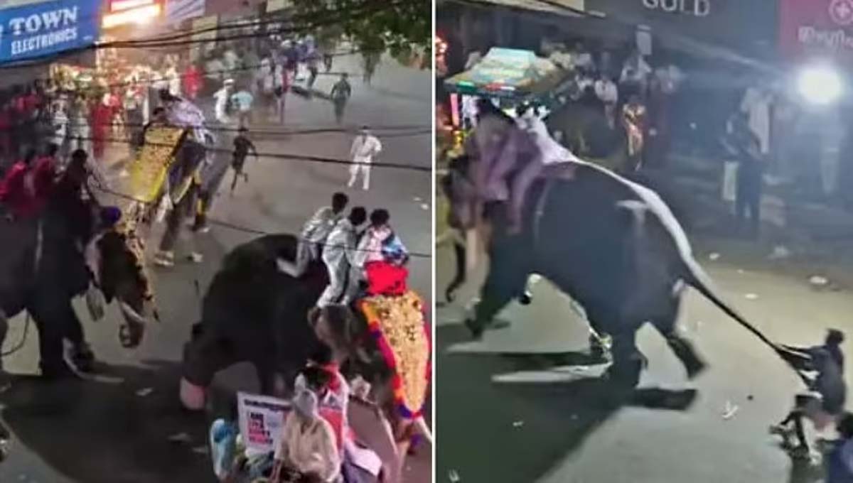പട്ടാമ്പി നേര്‍ച്ചക്കിടെ ആന വിരണ്ടോടി നിരവധി പേര്‍ക്ക് പരിക്ക്