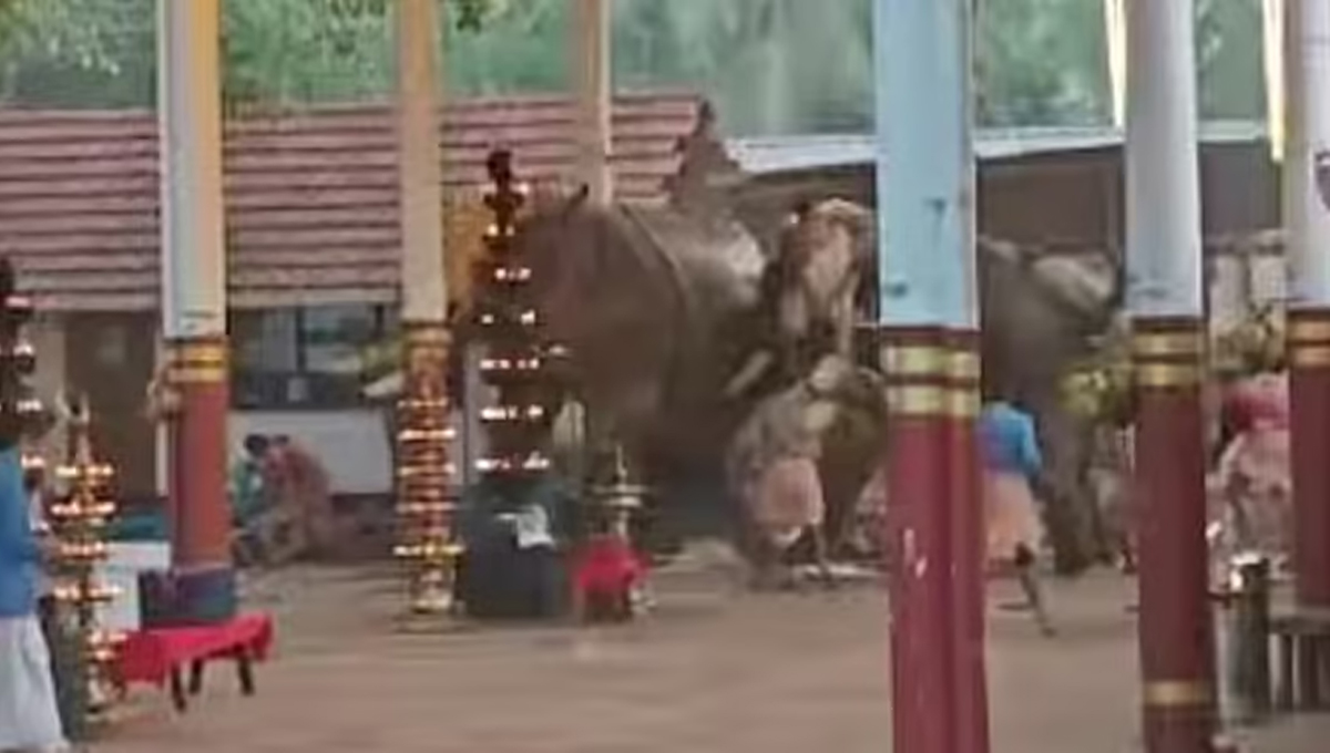 കൊയിലാണ്ടിയിൽ ഉത്സവത്തിനിടെ ആന ഇടഞ്ഞു; മൂന്ന് മരണം, 32 പേർക്ക് പരിക്ക്