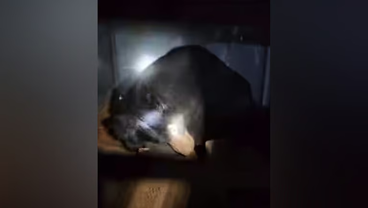 മലപ്പുറത്ത് ജനവാസ മേഖലയിലിറങ്ങിയ കരടി കൂട്ടിലായി